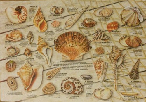 Seashell paper table placemats 9 34&#034;x14&#034;  1000 per case