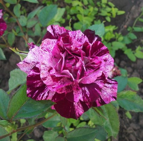 Very rare purple tiger rose (10 seeds) beautiful striped roses.hardy.wow! l@@k!! for sale