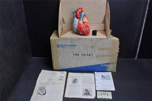 Vintage Old School Science~Anatomical Model~Heart~Denoyer Geppert~1960&#039;s~KT 328