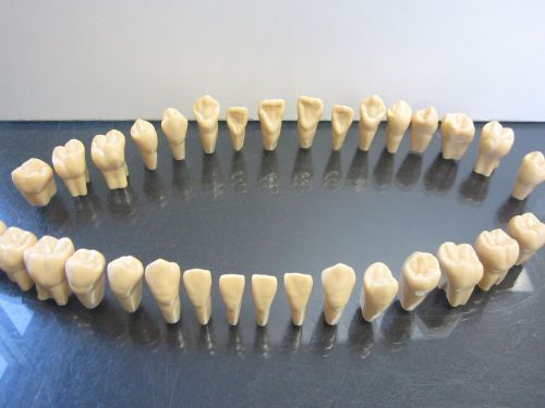 Dental Technique Carbone Technique Anatomical Model Teeth