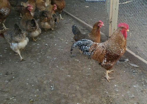 12 Rhodebar chicken hatching eggs NPIP