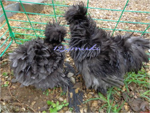 10 sizzle/silkie chicken eggs for incubation/hatching