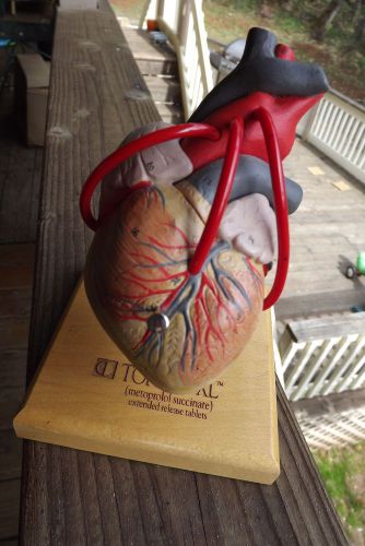 TOPROL XL Heart Model Dr.Office Display/Advertisement Rare/unusual/odditiy