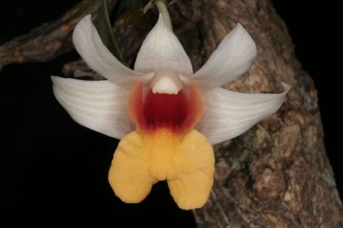 Fresh genuine dendrobium &#034;bellatulum&#034; orchid (20+ premium seeds) wow, l@@k!!!!!! for sale