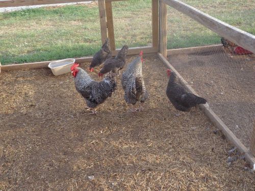HOW TO RAISE CHICKENS - Over 100 Books on CD COOP PLANS AND More eggs