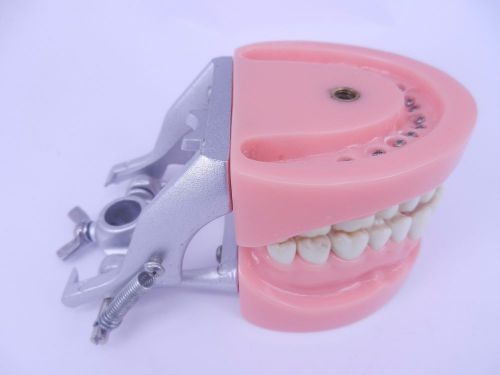 Dental Dentition Teeth Model teeth DP-Articulator Upper Lower JAW ANATOMY