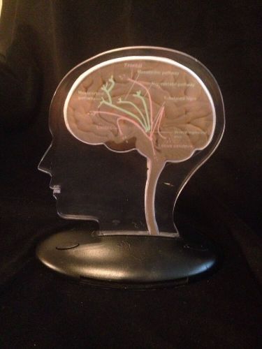 Vintage Light up Brain Anatomical Model with Pathways Locus Ceruleus Limbic
