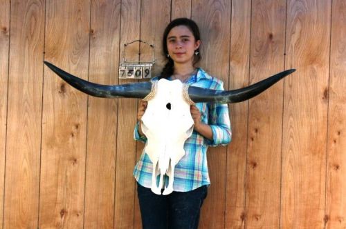 Steer skull long horns 3&#039; 6&#034; cow bull skulls horn h7509 for sale