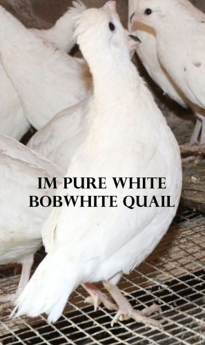 12 + Pure White Bobwhite Quail Hatching Eggs