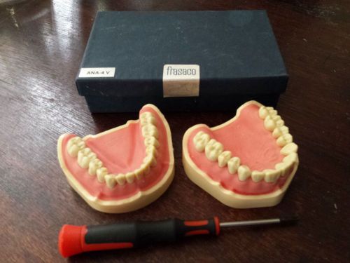 Frasaco ANA-4V Dental Typodont Kit Including Case and Screwdriver