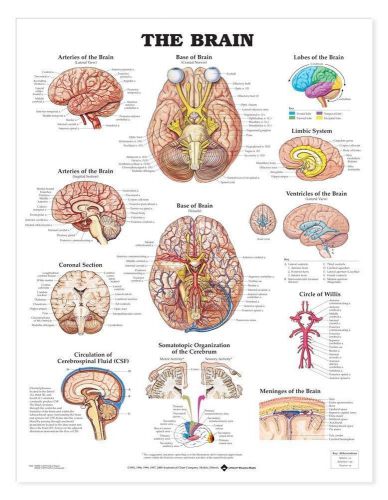 The Brain * Anatomy Poster * Anatomical Chart Company