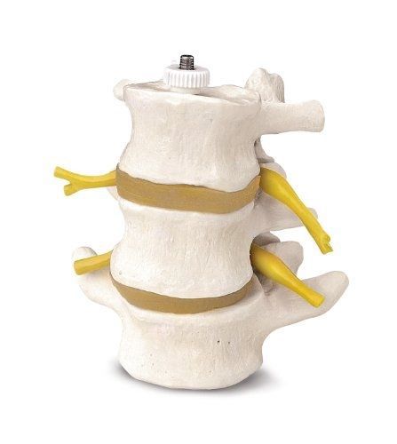 3b scientific a76/8 lumbar vertebrae on flexible shaft, three vertebrae, 4.3&#034; for sale