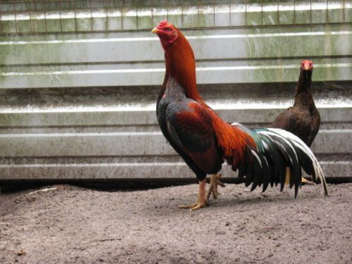 **** 6 BLACK AND 6 RED ASIL 12 HATCHING EGGS SONATOL ORIENTAL GAMEFOWL****