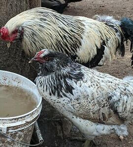 easter egger hatching eggs