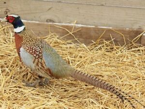 Six Ringneck Pheasant Fertile Hatching Eggs