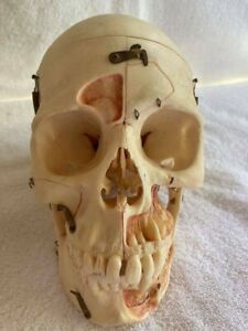 Real Medical Human Skull, Kilgore, Medical School Anatomy,  Articulated w/ Case
