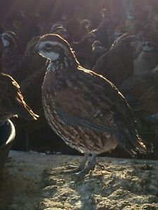 100 Butler Bobwhite Quail Hatching Eggs