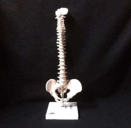 3B Scientific - A18/20 Mini Human Spinal Column Anatomical Model (A 18/20)