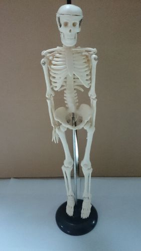 Realistic human skeleton model large teaching aid 17-inch 45 cm bone color for sale