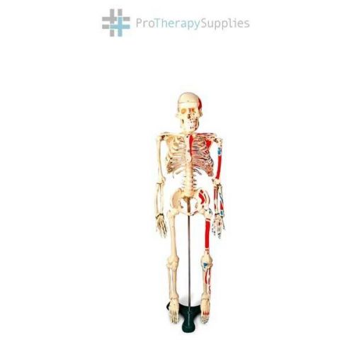 Anatomical Chart Company Painted &amp; Numbered Mr. Thrifty Skeleton Removable