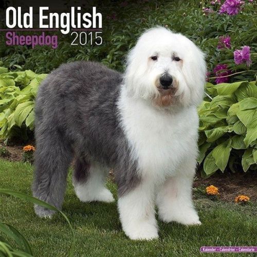 NEW 2015 Old English Sheepdog Wall Calendar by Avonside- Free Priority Shipping!