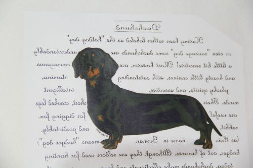 Package of 100 Full Color Heat Transfers Dachshund New in Package