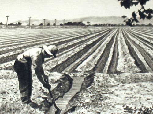 Crops PLANTING AGRICULTURE FIELD WATER VO-AG IRRIGATION ,Vintage