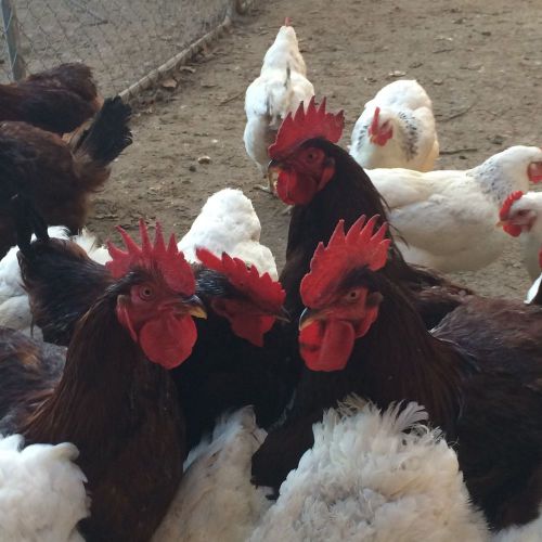 12 Organic Red Sex Link Hatching Eggs Rhode Island Red x Delaware