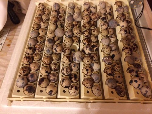 60 ++  Brown Pharoah Coturnix Quail hatching eggs
