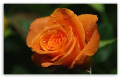 Fresh Rare Bright Orange China Rose (10 Seeds) Beautiful Roses. Hardy. WOW!
