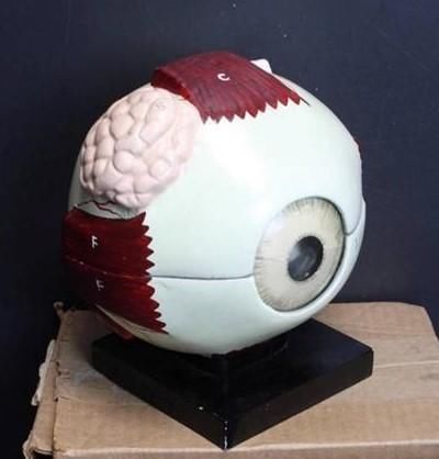 Vintage Old School Science~Anatomical Model~Eye~Hand Painted~1930s-1940s~Welch