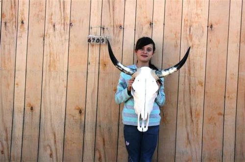 Steer skull long horns 2&#039; 2&#034; cow bull skulls horn h6709 for sale