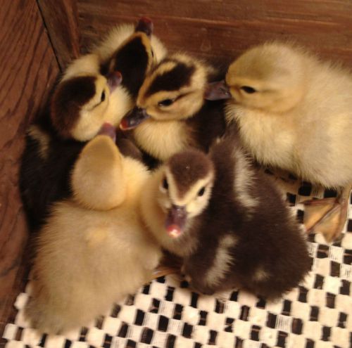 Gift certificate for muscovy ducks ducklings hatching eggs hatched for sale