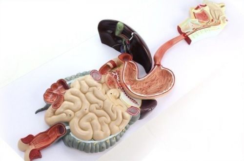 Digestive system medical anatomy model professional life size human digestive for sale