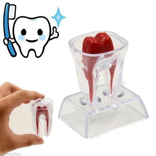 Dental Dentistry Crystal Base Hard Plastic Teeth model Tooth Molar Model
