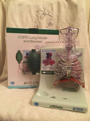 Lung Anatomical Model Pathology COPD Anatomy Smoking Functional Lung Model Lungs