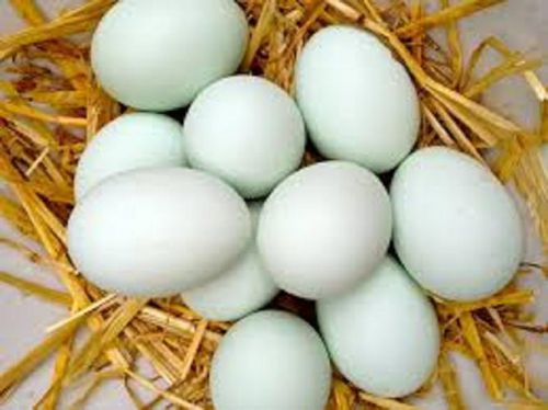 24 FRESHLY LAID ORGANIC DUCK EGGS FOR COOKING - EATING