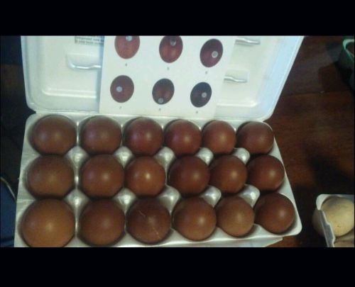 12+ Black Copper Marans eggs