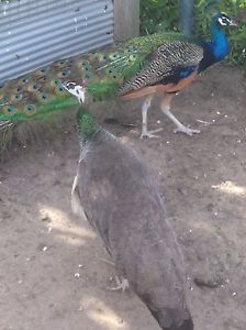 4 Blue India Peafowl Hatching Eggs