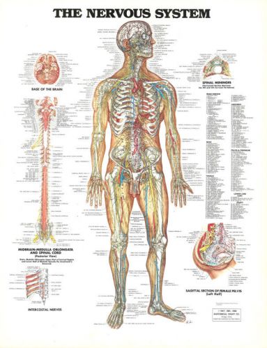 The Nervous System * Neurology * Anatomy Poster * Anatomical Chart Company