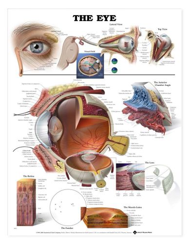 The Eye Opthalmology Optometry * Anatomy Poster * Anatomical Chart Company