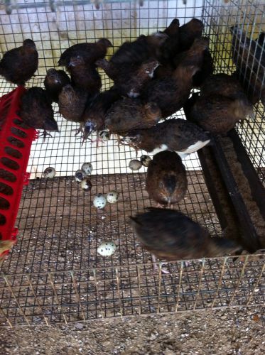 24+ Tibetan Quail Hatching Eggs NPIP