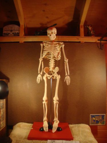 Mr. Thrifty Budget Skeleton Model 33 1/2 in High for Classroom Use Halloween ??
