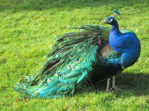 6 BLUE PEACOCK EGGS PRE-SALE FOR SPRING 2017