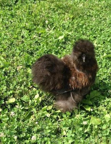 6+ Partridge silkie/showgirl and 6+ BBS silkie eggs out of show stock