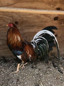 6 +(SHOWME)Real True Old Line Herman Pinnon YLH From 1992 Gamefowl Hatching Eggs