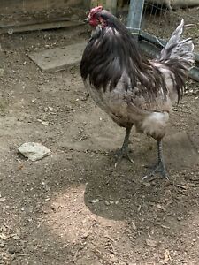 Easter Egger Hatching Eggs