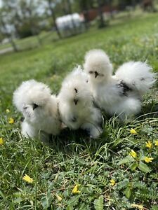 6 Silkie Hatching Eggs (Assorted Colors) NPIP