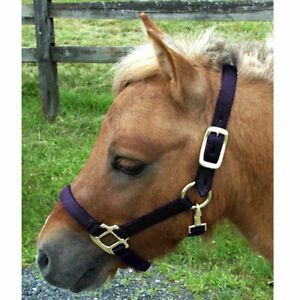 Intrepid International H325NBK Mini Nylon Miniature Horse Halter, Black