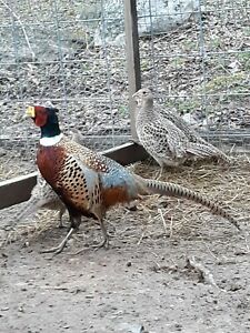 10 Ringneck Pheasant Hatching Eggs NPIP/A1 Clean